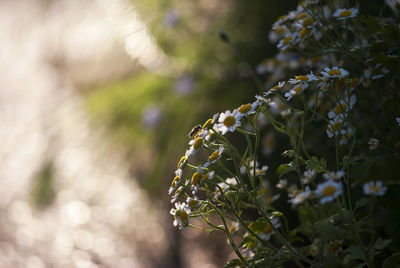 Close-up of flowering plant