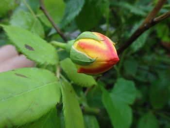Close-up of fruit on plant