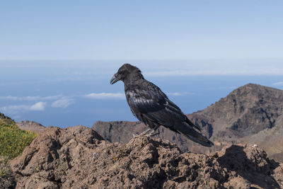 Bird perching on rock