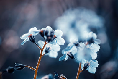 Close-up of white flowering plant