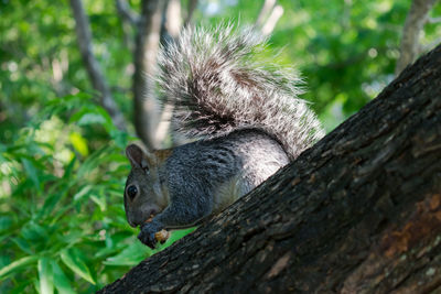 Close-up of squirrel on tree trunk