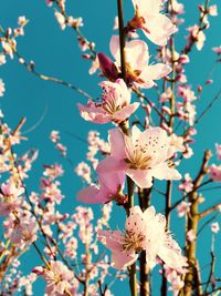 Close-up of cherry blossoms on tree