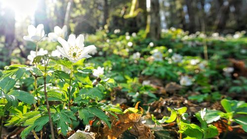 Close-up of flowers blooming outdoors