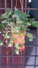 Close-up of potted plants