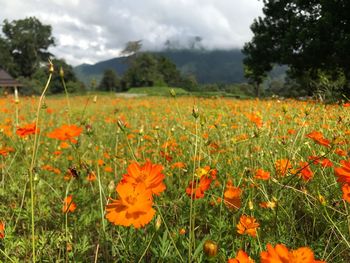 Orange flowers blooming on field against sky