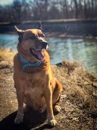 Dog sitting on shore
