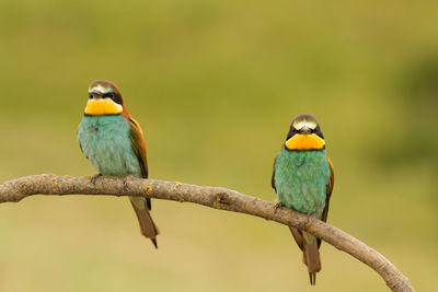 Bird perching on branch