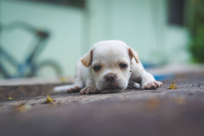 Close-up of a dog resting