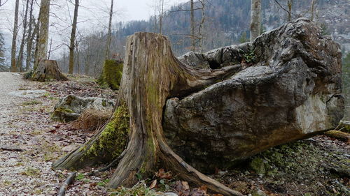 Panoramic view of tree stump in forest