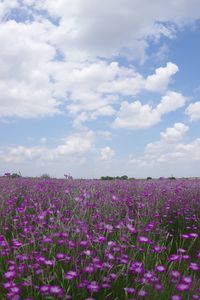 Purple flowering plants on field against sky