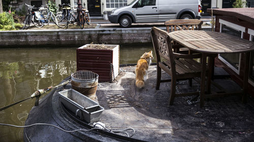 View of dog in car