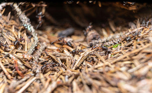 Close-up of insect on dry land