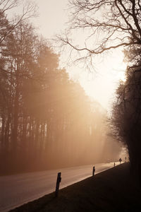 Empty country road amidst bare trees in foggy weather