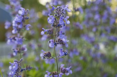 Close-up of purple flowers