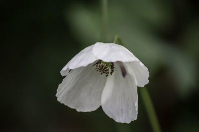 Close-up of white flowering plant