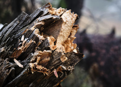 Close-up of logs on wood in forest