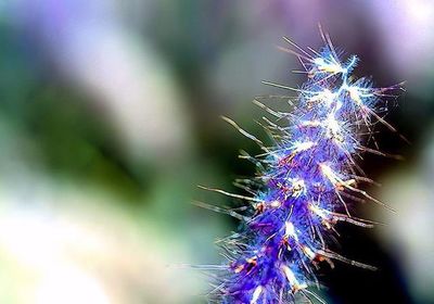 Close-up of thistle flowers