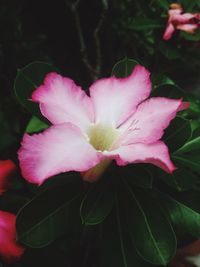 Close-up of pink flower blooming outdoors