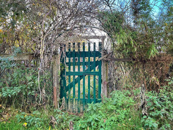 Closed gate of trees in forest