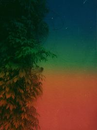 Low angle view of trees against sky at night