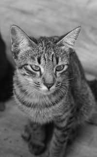 Close-up portrait of tabby cat