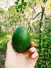 Cropped image of person holding apple