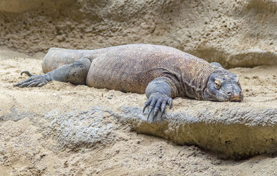 Crocodile lying on sand