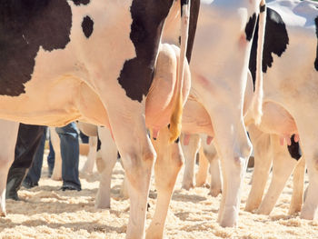 Low section of cows standing on field