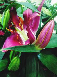 Close-up of day lily blooming outdoors
