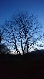 Low angle view of bare trees against blue sky