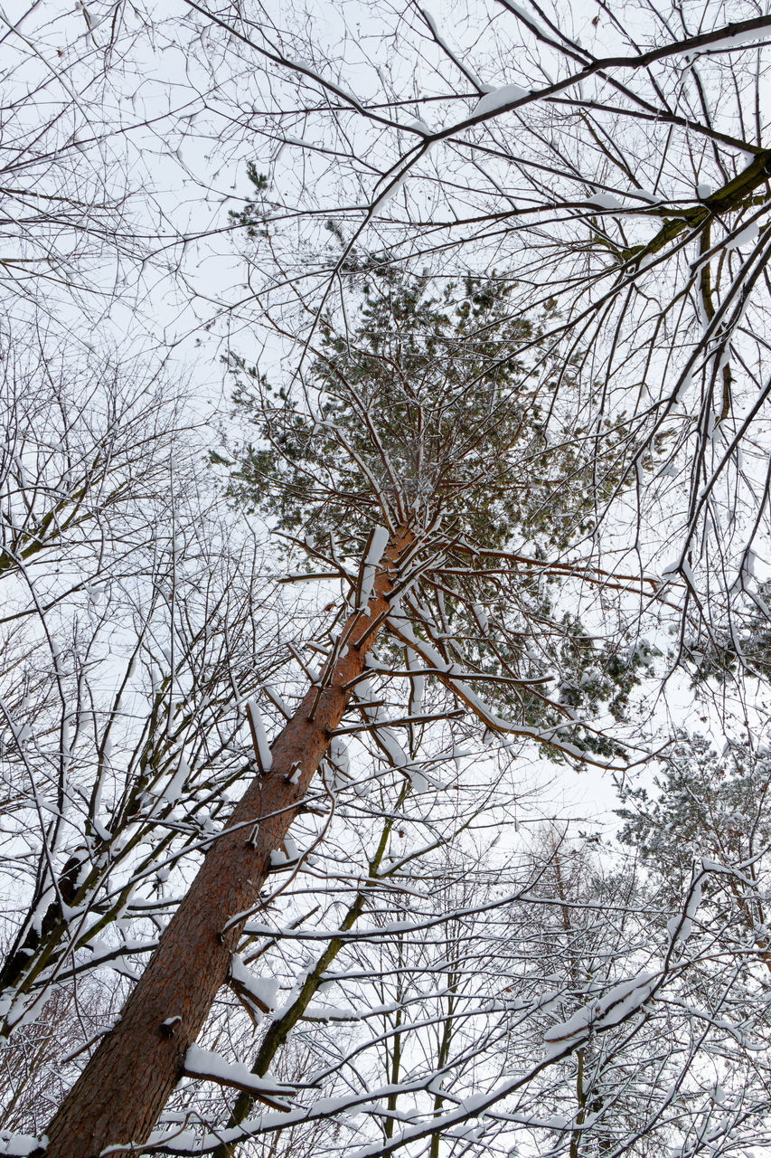 LOW ANGLE VIEW OF FROZEN BARE TREES ON SNOW COVERED LAND