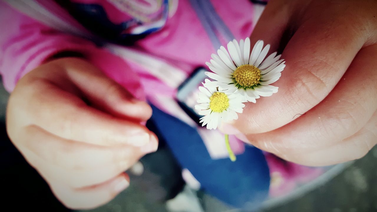 flower, petal, freshness, flower head, fragility, person, pollen, holding, part of, beauty in nature, close-up, blooming, daisy, stamen, focus on foreground, nature, high angle view