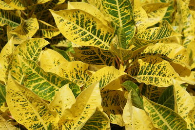 Full frame shot of plants