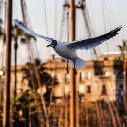 Bird flying over the background