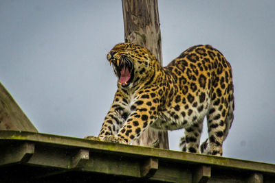 Low angle view of tiger against sky