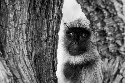 Close-up of monkey on tree trunk