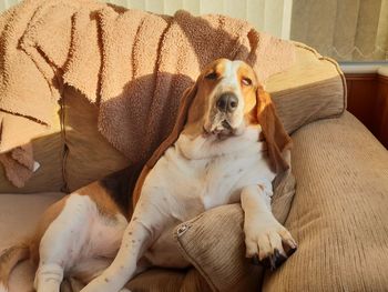 Dog resting on sofa at home