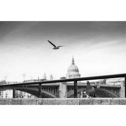 Seagull flying against sky