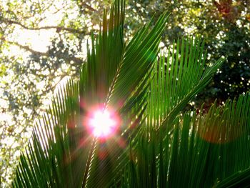 Close-up of fresh green plants against sunlight