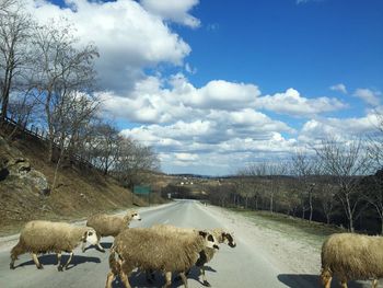 View of sheep on road against sky