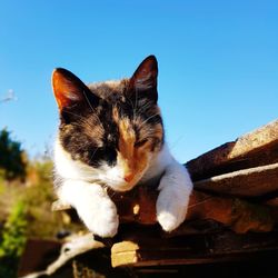 Cat looking at camera against clear blue sky