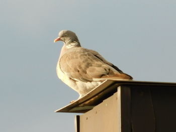 Low angle view of seagull perching on the sky