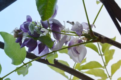 Low angle view of purple flowers on tree against sky