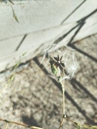 Close-up of dandelion