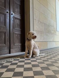 Lagotto romagnolo sitting on floor