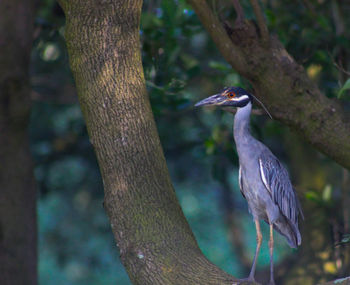 Bird perching on tree trunk