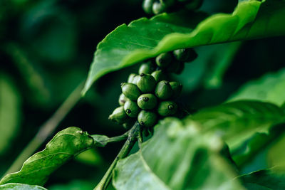 Close-up of coffee plant