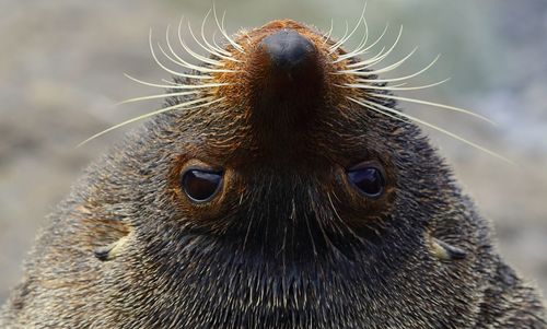 Close-up portrait of owl