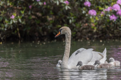 Swan floating on lake