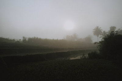 Trees on field against sky during foggy weather